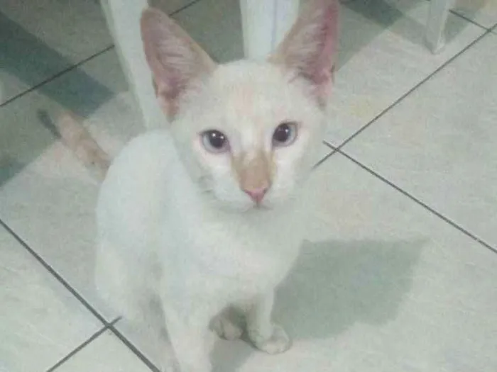 Gato raça Não sei a raça dele  idade 1 ano nome Pudim