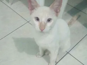 Gato raça Não sei a raça dele  idade 1 ano nome Pudim