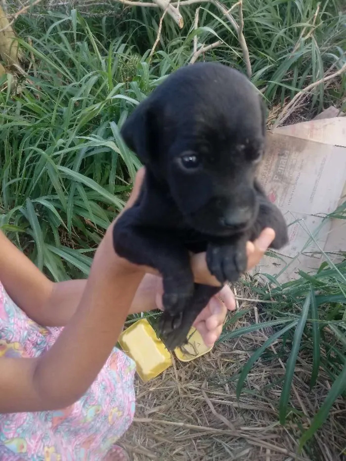 Cachorro ra a não sei idade Abaixo de 2 meses nome filhotes