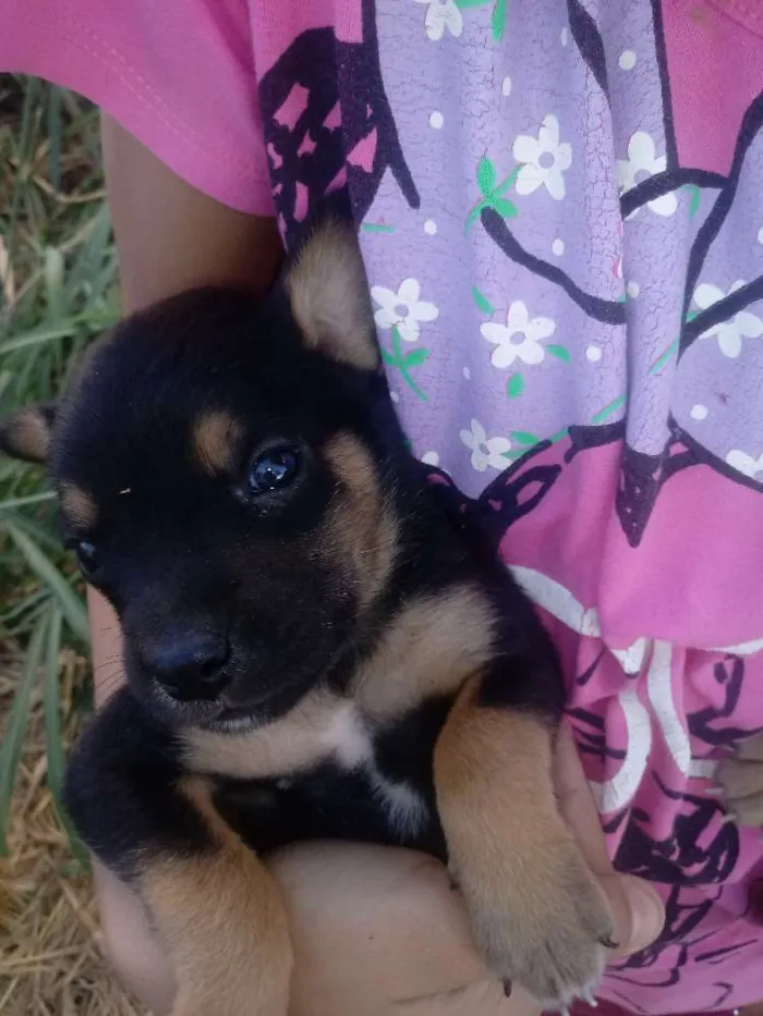 Cachorro ra a não sei idade Abaixo de 2 meses nome filhotes