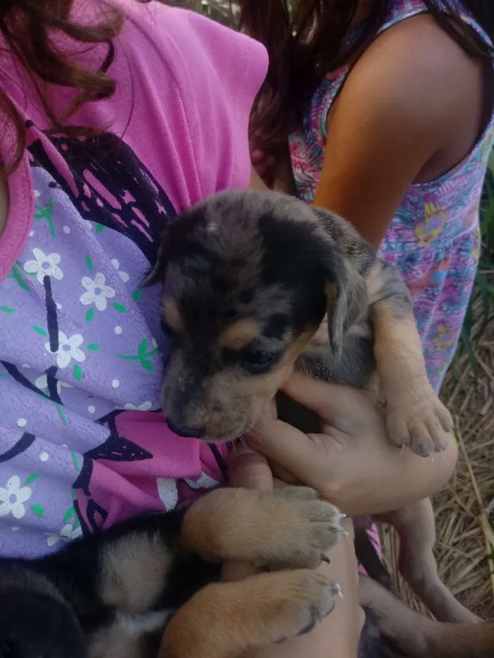 Cachorro ra a não sei idade Abaixo de 2 meses nome filhotes