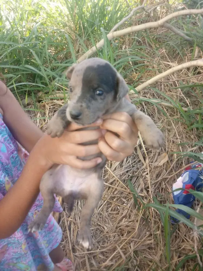 Cachorro ra a não sei idade Abaixo de 2 meses nome filhotes