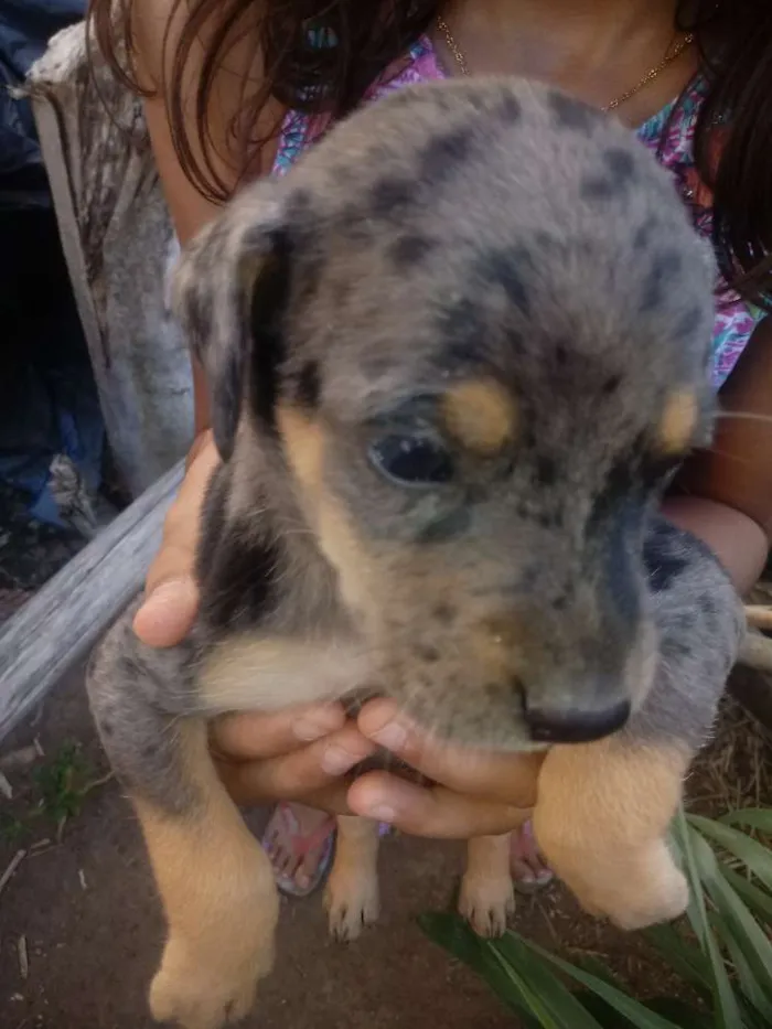 Cachorro ra a não sei idade Abaixo de 2 meses nome filhotes