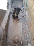 Tobias