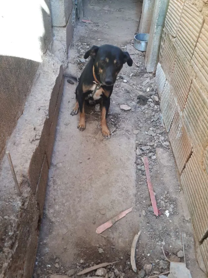 Cachorro raça Fila com labrador idade 2 anos nome Tobias