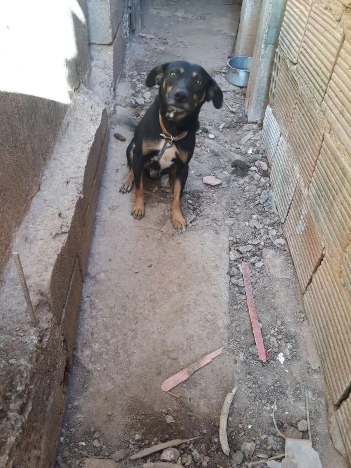 Cachorro raça Fila com labrador idade 2 anos nome Tobias