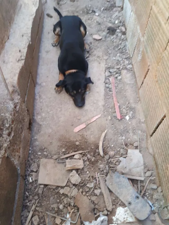 Cachorro raça Fila com labrador idade 2 anos nome Tobias