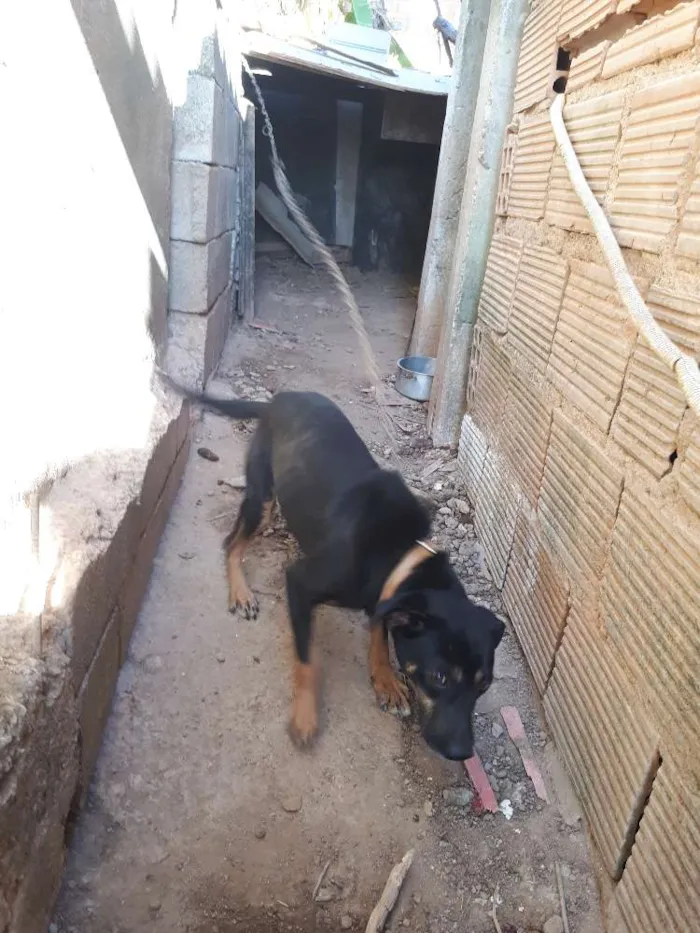 Cachorro raça Fila com labrador idade 2 anos nome Tobias