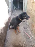 Tobias