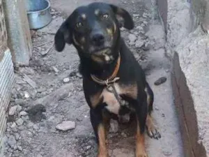 Cachorro raça Fila com labrador idade 2 anos nome Tobias