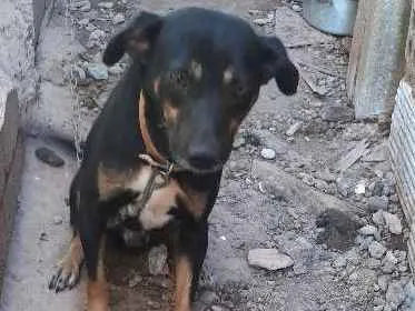Cachorro raça Fila com labrador idade 2 anos nome Tobias