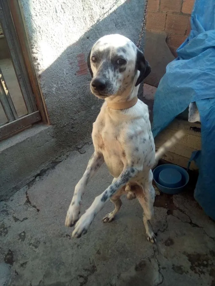 Cachorro raça Dálmata Misturado  idade 2 anos nome Pingo