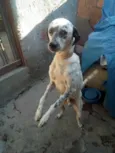 Pingo