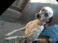 Pingo