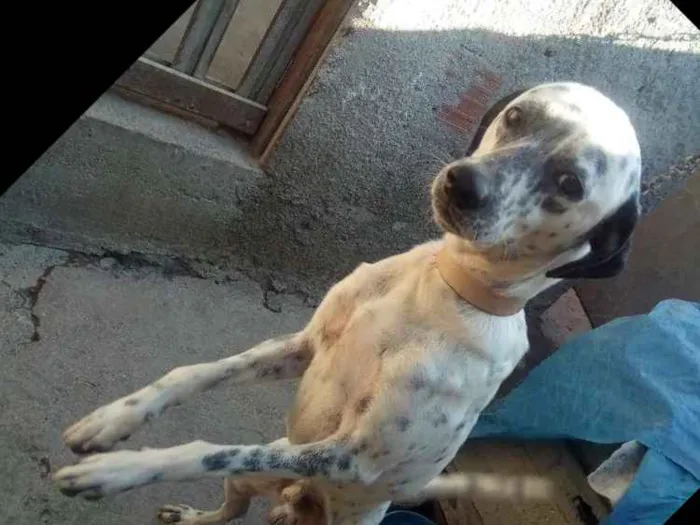 Cachorro raça Dálmata Misturado  idade 2 anos nome Pingo