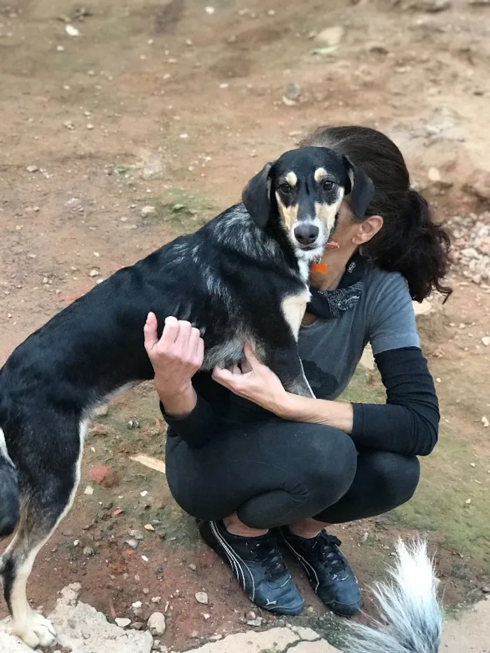 Cachorro ra a SRD idade  nome Lolita