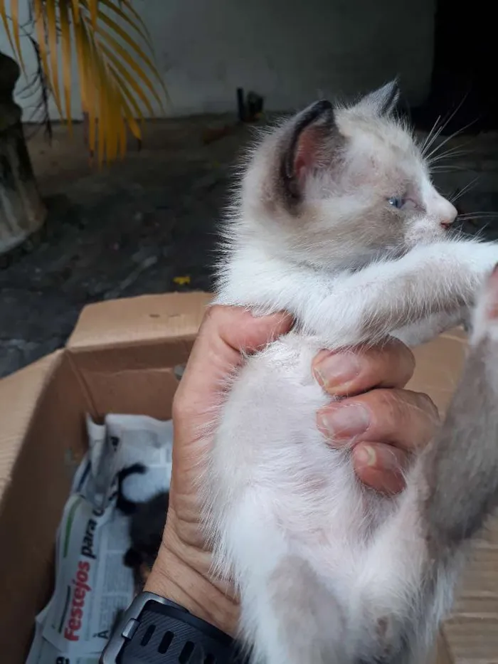Gato ra a Srd idade Abaixo de 2 meses nome Sem nome