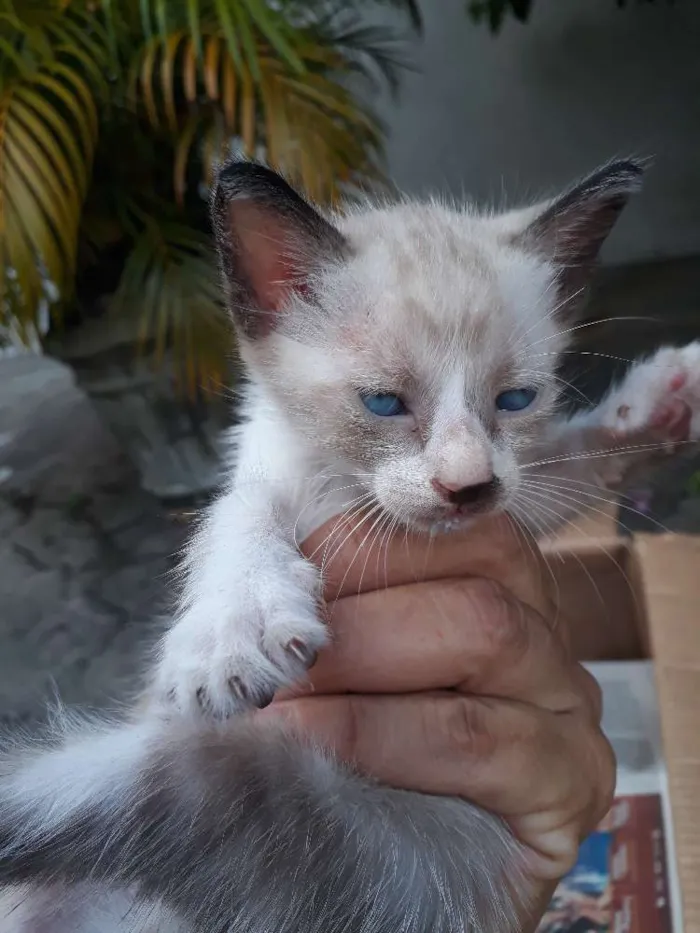 Gato ra a Srd idade Abaixo de 2 meses nome Sem nome
