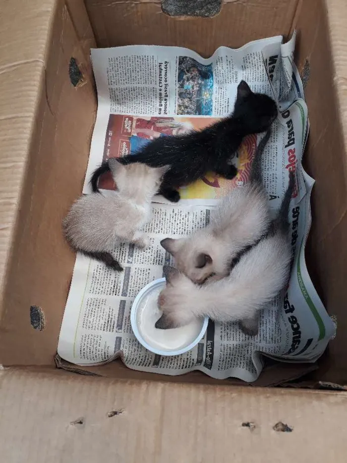 Gato ra a Srd idade Abaixo de 2 meses nome Sem nome