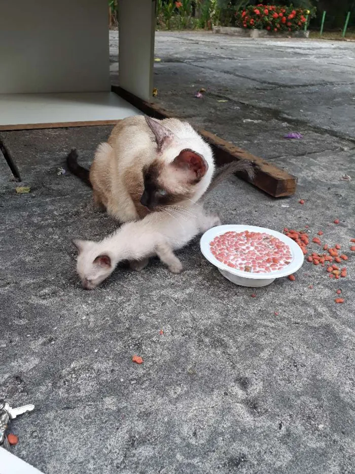 Gato ra a Srd idade Abaixo de 2 meses nome Sem nome