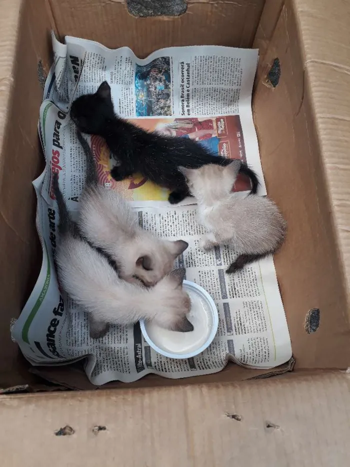 Gato ra a Srd idade Abaixo de 2 meses nome Sem nome