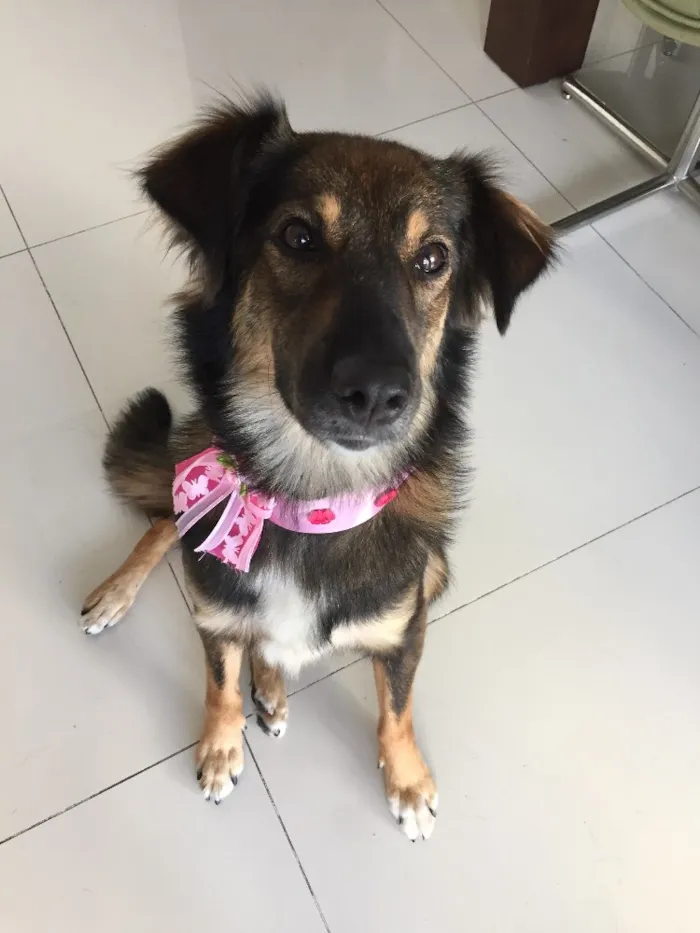 Cachorro ra a Semraça idade 1 ano nome Chanel