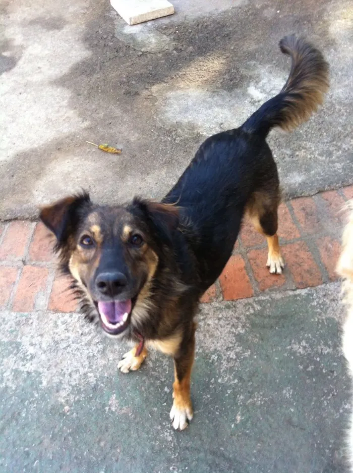 Cachorro ra a Semraça idade 1 ano nome Chanel