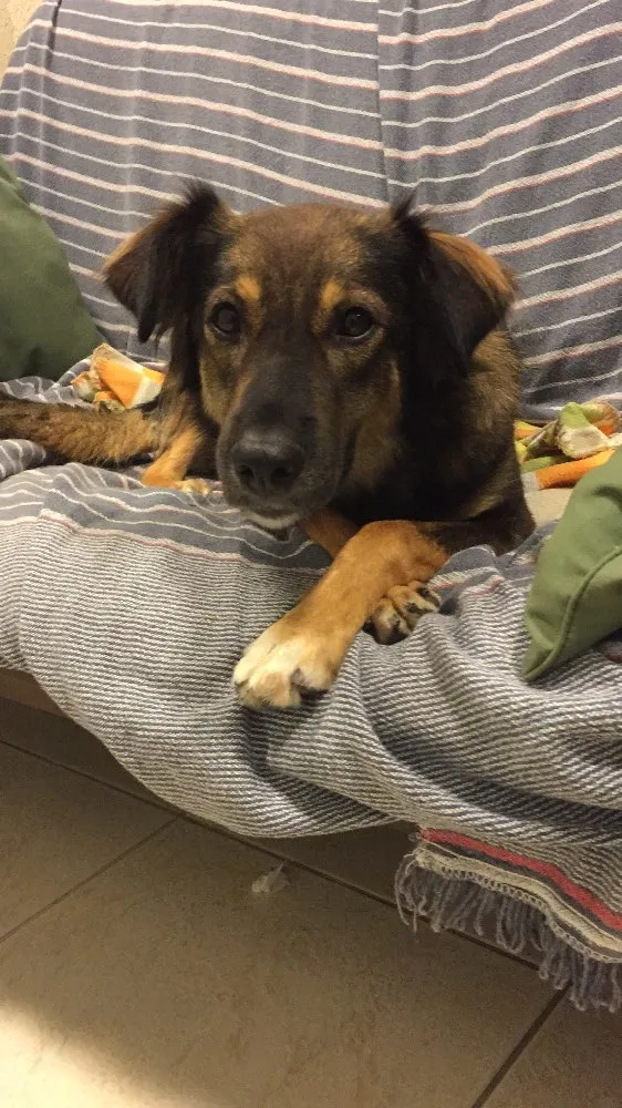 Cachorro ra a Semraça idade 1 ano nome Chanel