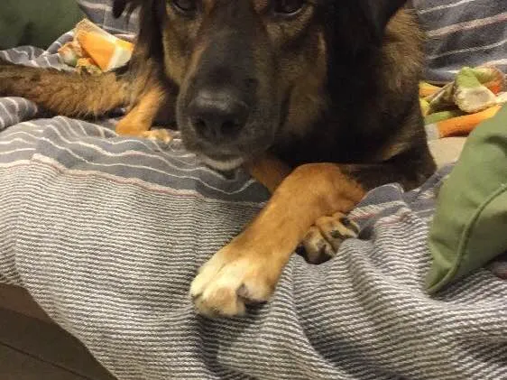 Cachorro ra a Semraça idade 1 ano nome Chanel