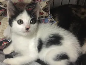 Gato raça SRD idade 2 a 6 meses nome LAKA