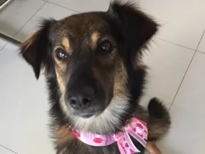 Cachorro raça Semraça idade 1 ano nome Chanel