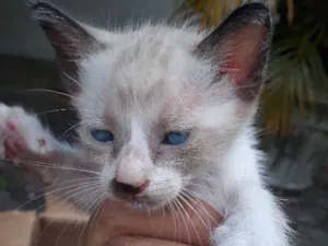 Gato raça Srd idade Abaixo de 2 meses nome Sem nome
