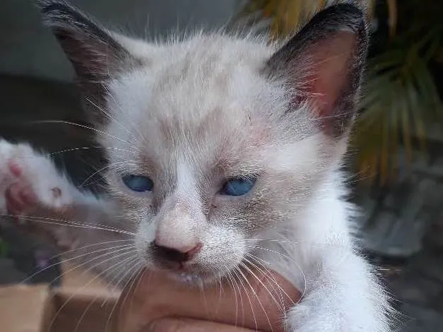 Gato ra a Srd idade Abaixo de 2 meses nome Sem nome
