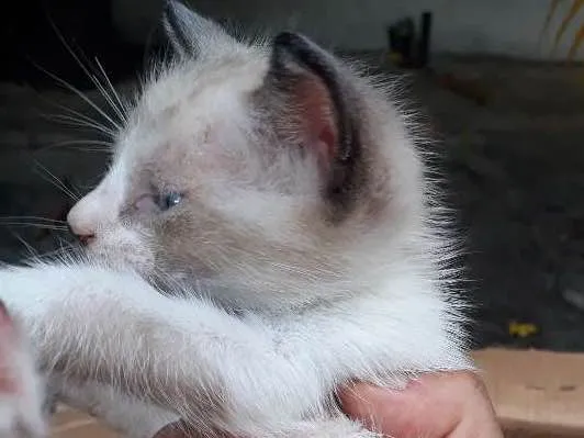 Gato ra a Srd idade Abaixo de 2 meses nome Sem nome