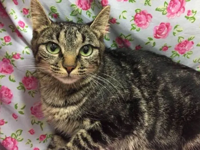 Gato ra a SRD idade 7 a 11 meses nome GLITTER