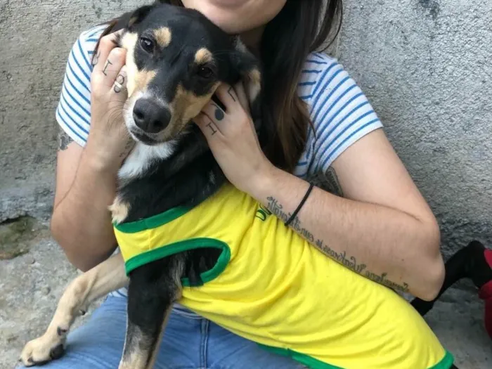 Cachorro ra a SRD idade  nome Lolita