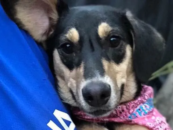 Cachorro ra a SRD idade  nome Lolita