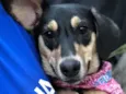 Lolita