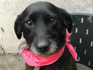 Cachorro raça SRD idade  nome Tequila