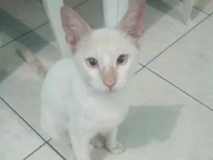 Gato raça Não sei a raça dele  idade 1 ano nome Pudim