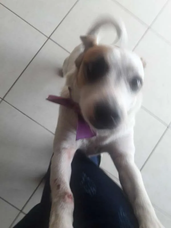 Cachorro ra a SRD idade 5 anos nome SAPECA
