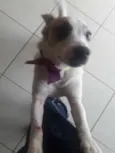 SAPECA
