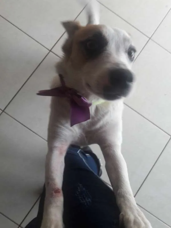 Cachorro ra a SRD idade 5 anos nome SAPECA