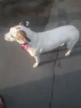 SAPECA