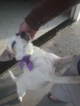 SAPECA