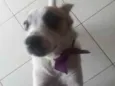 SAPECA