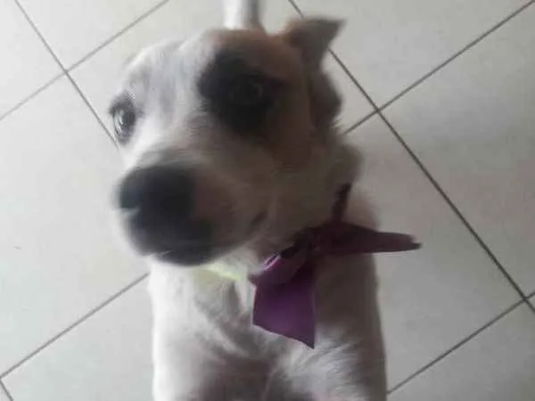 Cachorro ra a SRD idade 5 anos nome SAPECA