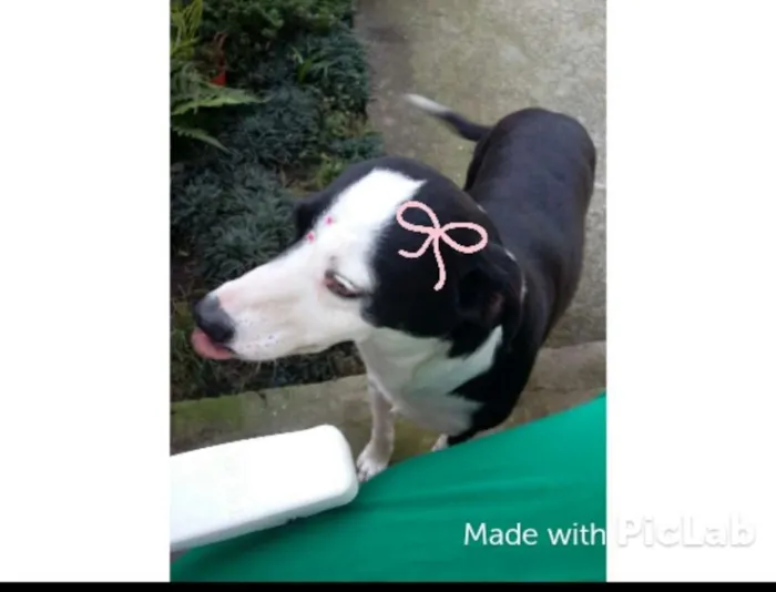 Cachorro ra a srd idade 3 anos nome Flor