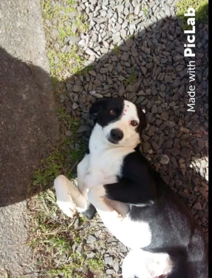 Cachorro ra a srd idade 3 anos nome Flor