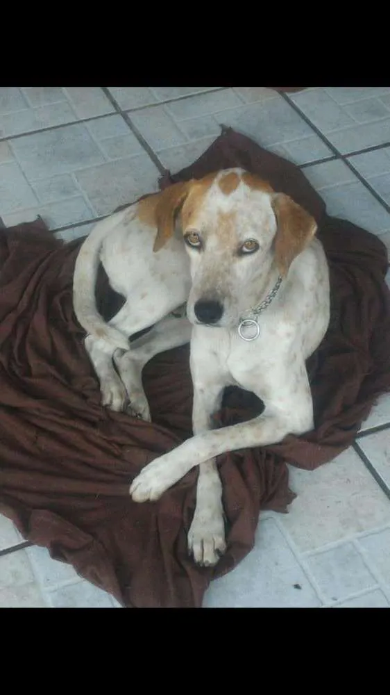 Cachorro ra a Sem raça definida idade 2 anos nome Doki 